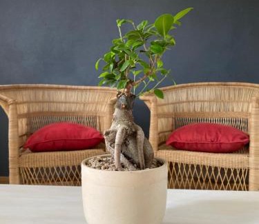 Bloemfontein Apartment | Die Huisie