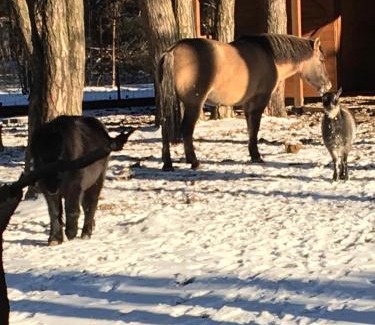 Jozefow House | DOM 4 POKOJE Z BASENEM BLISKO WARSZAWY