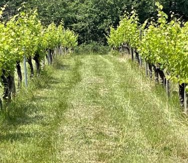 Savignac-de-Duras House | Domaine Le Nourrissat