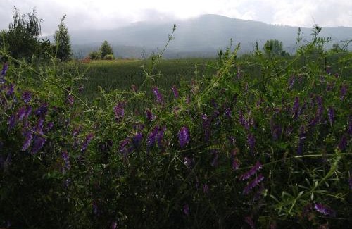 Marcinowice House | Domek w Białej - Bławatek