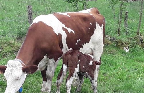 Vaux-les-Saint-Claude Bed & Breakfast | Douce vallee