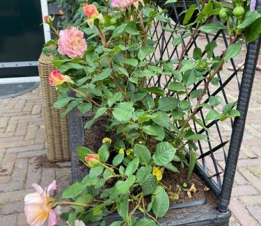 Edam Apartment | Dream Boutique Edam Bed & Coffee