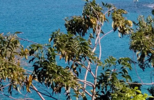 Deshaies Villa | Dream stay! Large villa with swimming pool, above the beach, sea view.