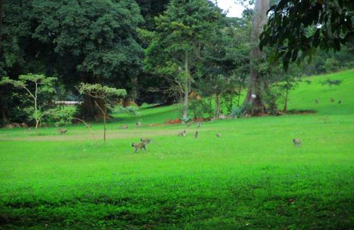 Entebbe Hotel | Egg Botanical View