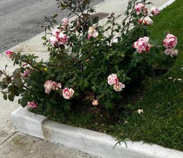 Del Aire Hotel | El Segundo Inn