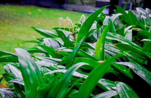 Bandaragama Villa | Elite Black Villa