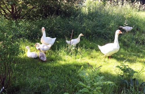 Muritz House | Fachwerkhaus 4 Birken