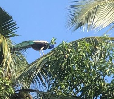 Aturuwella Bed & Breakfast | Feelsidevilla