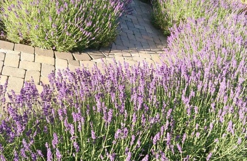 Sundern Apartment | Ferienwohnung, 48qm, 1 Schlafzimmer, Terrasse, Max. 3 Personen