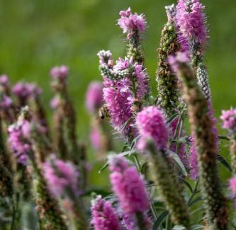 Bibelod Apartment | Ferienwohnung Lorenz