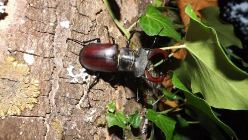 Fischbach bei Dahn House | Ferienwohnungen 'Blick Zur Madonna'