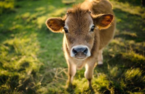 Rheenendal House | Fernhill Guest Farm