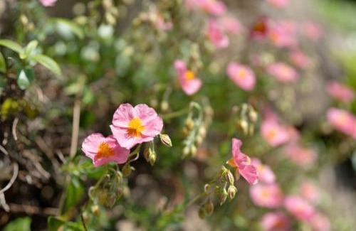 Buehlertal Apartment | Fewo Kohler