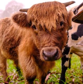 Bellthorpe House | Fiery, cozy starry nights - Farm stay!