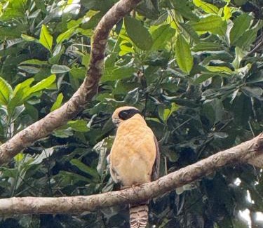 Jimenez Bed & Breakfast | Finca Celeny