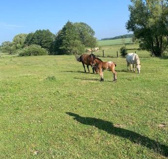 Stare Sedlo House | Foistovic Ranč