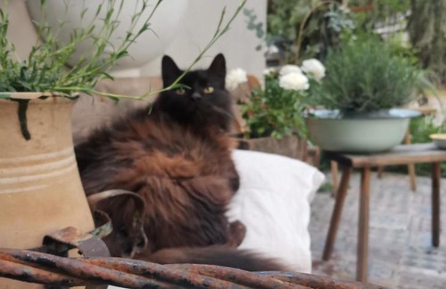 Kaposhomok Apartment | Forest View Studio