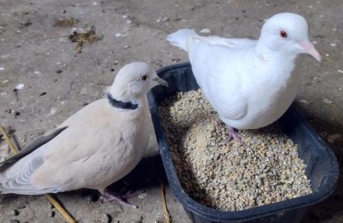 Saint-Bonnet-de-Four House | Gîte Campagne avec Animaux, Wifi, Parking, Saint-Bonnet-de-Four - FR-1-489-559