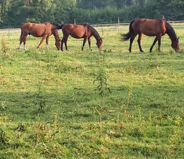Moult House | gîte du haras de valès