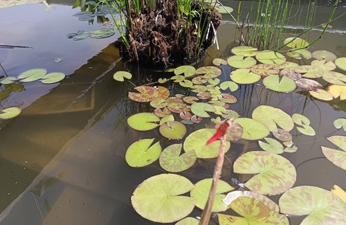 Montauriol Apartment | Gîte Indépendant Entre mer et Montagne Avec Piscine, Animaux Bienvenus