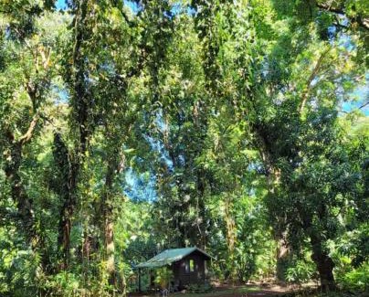 Kapoho Cabin | Gecko Hideaway Jungle Getaway
