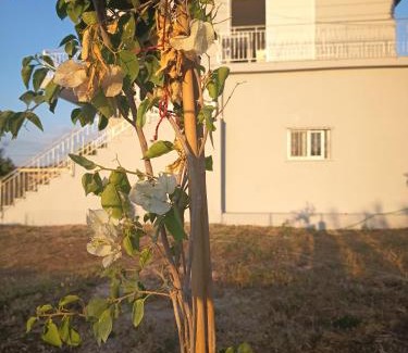 Zalongo House | George Arhagelos Villa