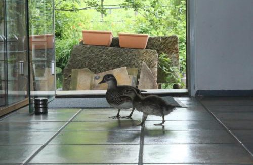 Cottbus Apartment | Gerberhaus Cottbus