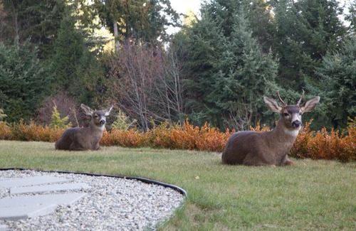Gibsons Bed & Breakfast | Gibsons Villa