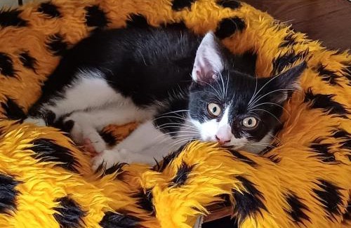 Saint-Mars-Vieux-Maisons House | Gite avec piscine Relais de la Canivotte