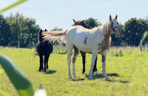 Saint-Brieuc-de-Mauron House | Gite Chez Léa