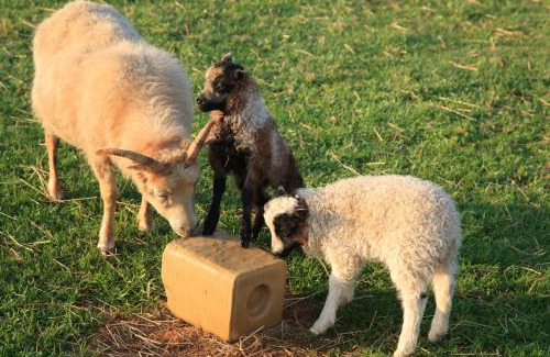 Middleburg Hotel | Goodstone Inn & Restaurant