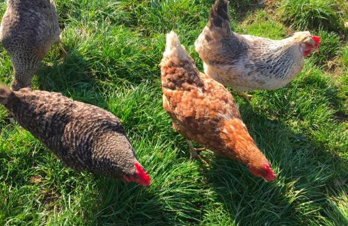 Barnstaple House | Great Lilly Cottage