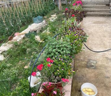 Bajkaj House | green haven