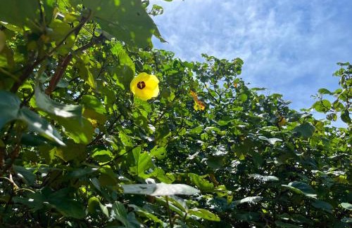 Miyara House | Guest House Suntoru