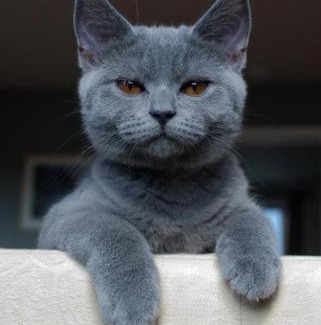 Glarus Sued House | Guesthouse -Apartment Bergzyt - mit oder ohne Frühstück , im Ski und Wandergebiet