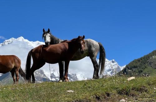 Ushguli House | Guesthouse Miranda