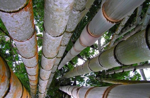 Le Diamant House | Habitation Diamant - Apparts & Spas: "Bamboo" for 4-5 people