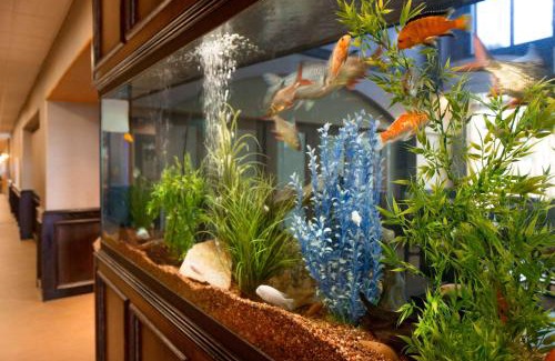 Pharr Hotel | Hampton Inn & Suites Pharr