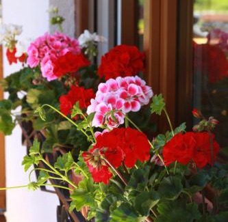 Obertraun Bed & Breakfast | Haus Salzkammergut