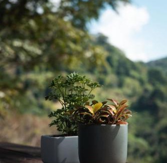 Chiang Rai Province Villa | Hidden for Rest