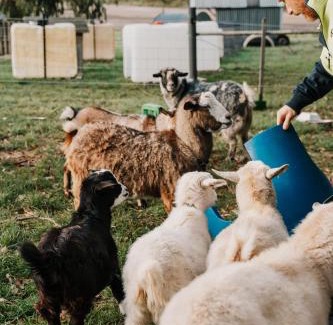 Penguin House | Hideaway Farmlet Romantic Cottage with Miniature Goats
