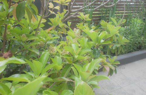 Wentworth Point Apartment | HOAMA - Cosy apartments in Wentworth Point