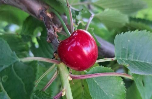 Kastel Kambelovac Apartment | Holiday apartman