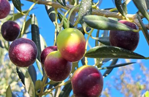 Kastel Kambelovac Apartment | Holiday apartman