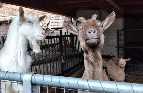 Aer Other | Holiday apartment Tignale for 1 - 4 persons with 2 bedrooms - Farmhouse