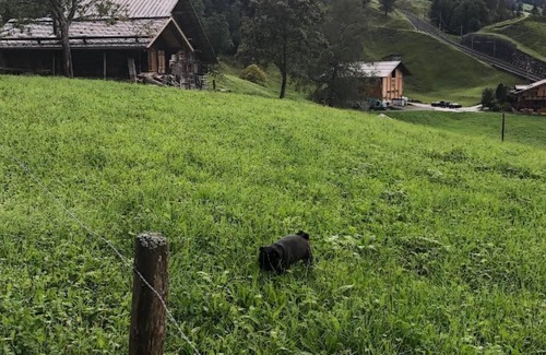 Grindelwald Ski Chalet | Holiday flat in the green