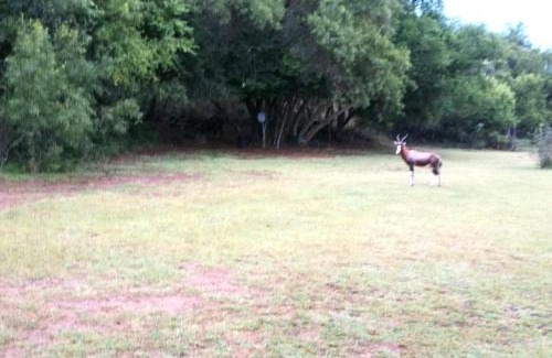 Derby Other | Honey Nest Camp