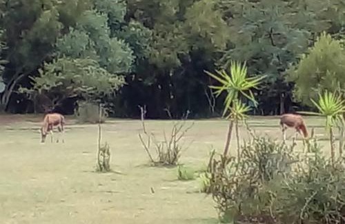 Derby Other | Honey Nest Camp