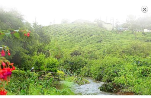 Nullatanni House | Hotel C7, Munnar