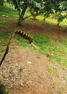 Drake Bay Apartment | Hotel la montaña el trogon